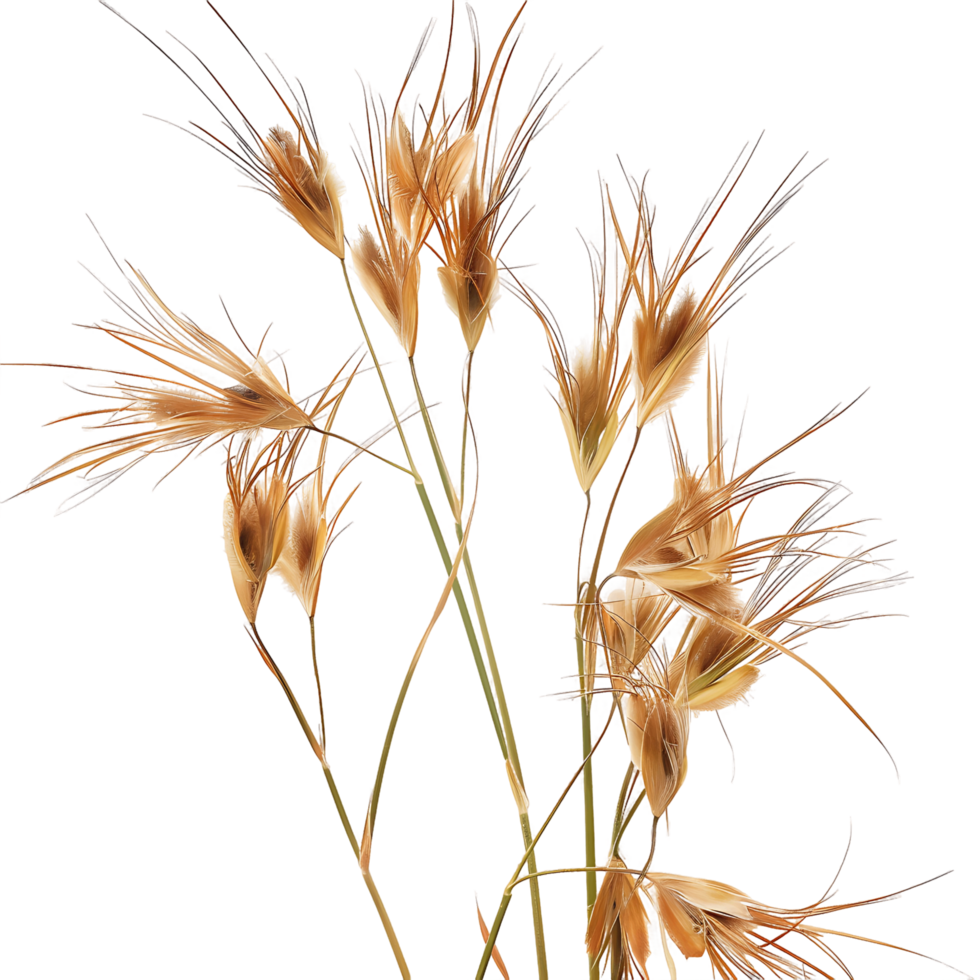 Themeda Triandra Isolated on Transparent Background Cutout png