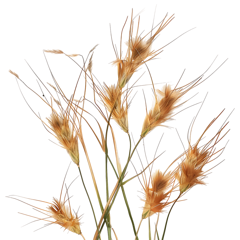 Themeda Triandra on Clear Background png