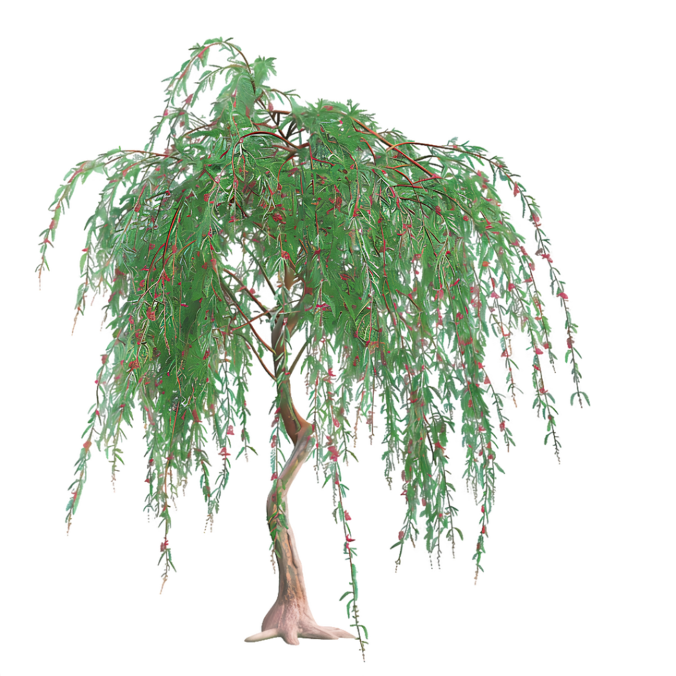 Eucalyptus Caesia Tree on Transparent Background png