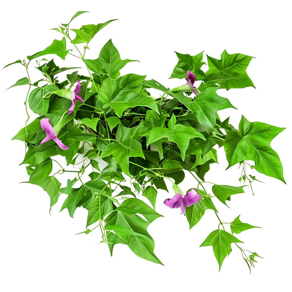 Ipomoea Horsfalliae Bush Isolated on Transparent Background png