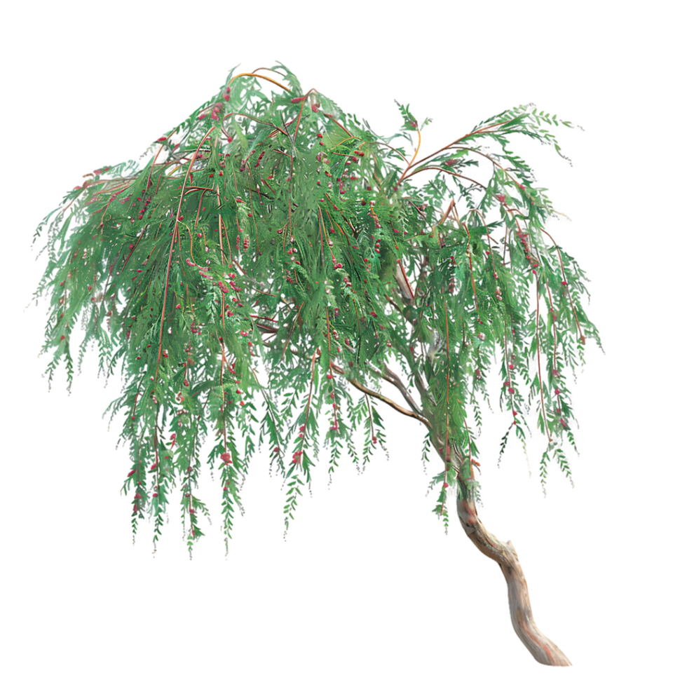 Eucalyptus Caesia Tree Isolated on Clear Background png