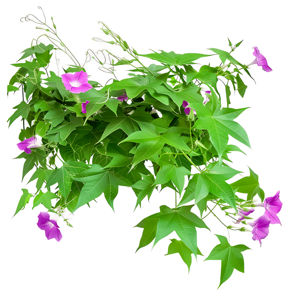 Ipomoea Horsfalliae Isolated on Transparent png