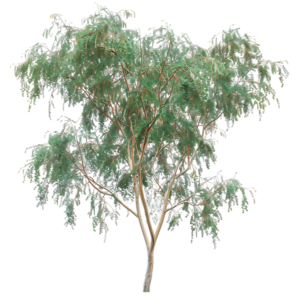 Eucalyptus Caesia Tree Isolated on Transparent Background png