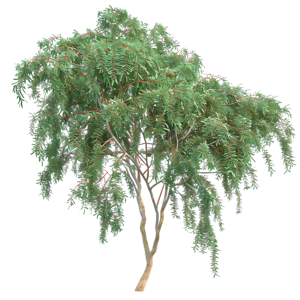Eucalyptus Caesia Tree on Clear Background png