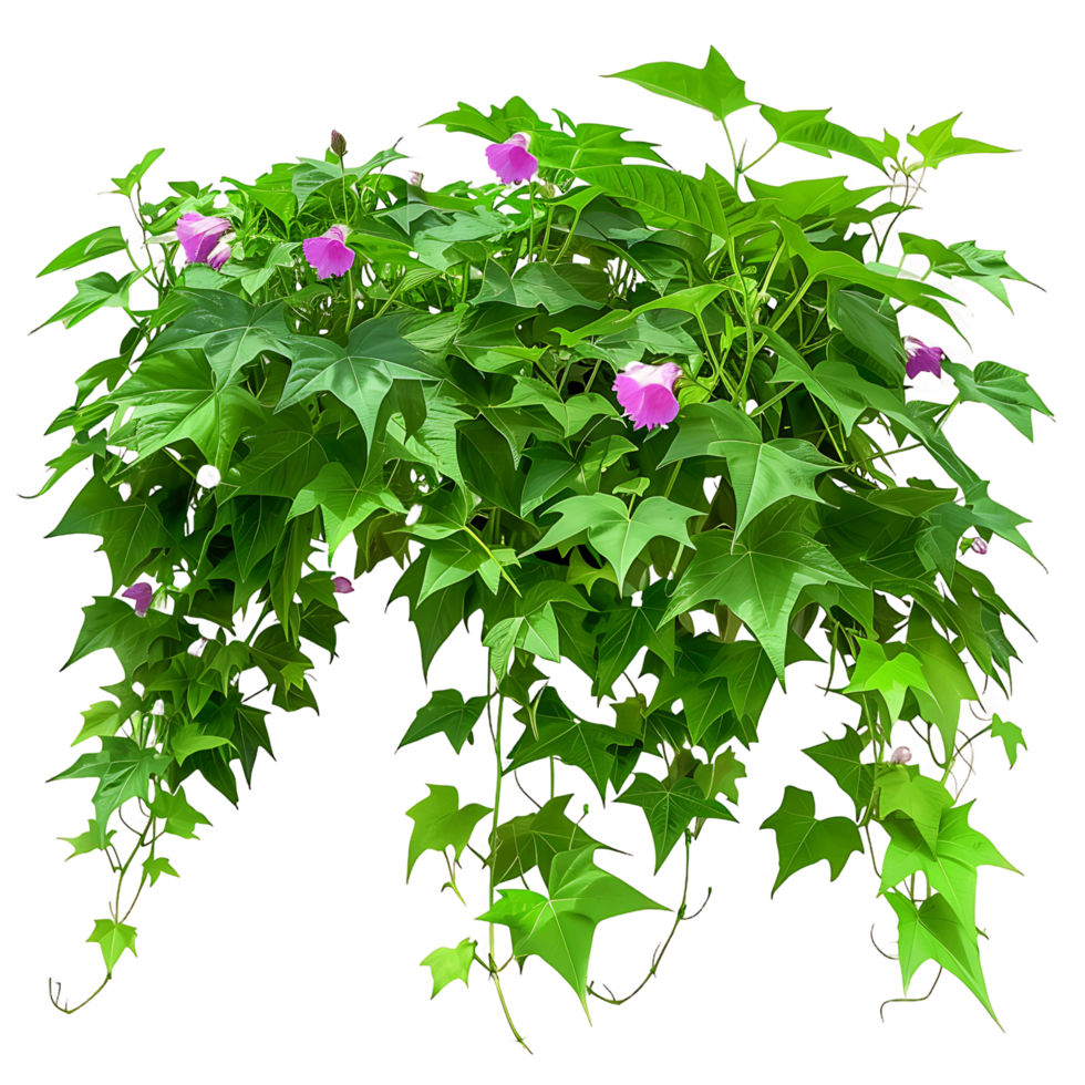 Ipomoea Horsfalliae Bush Isolated on Clear Background png