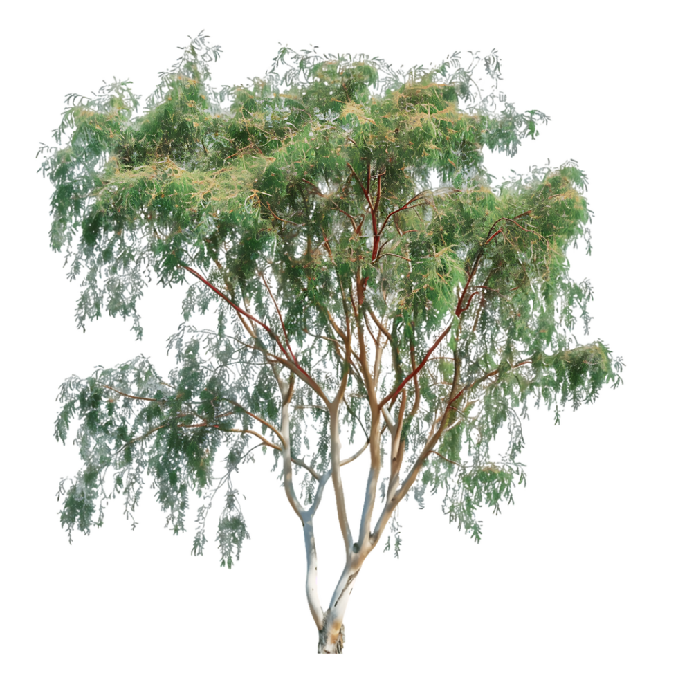 Eucalyptus Caesia Tree with Transparent Background png