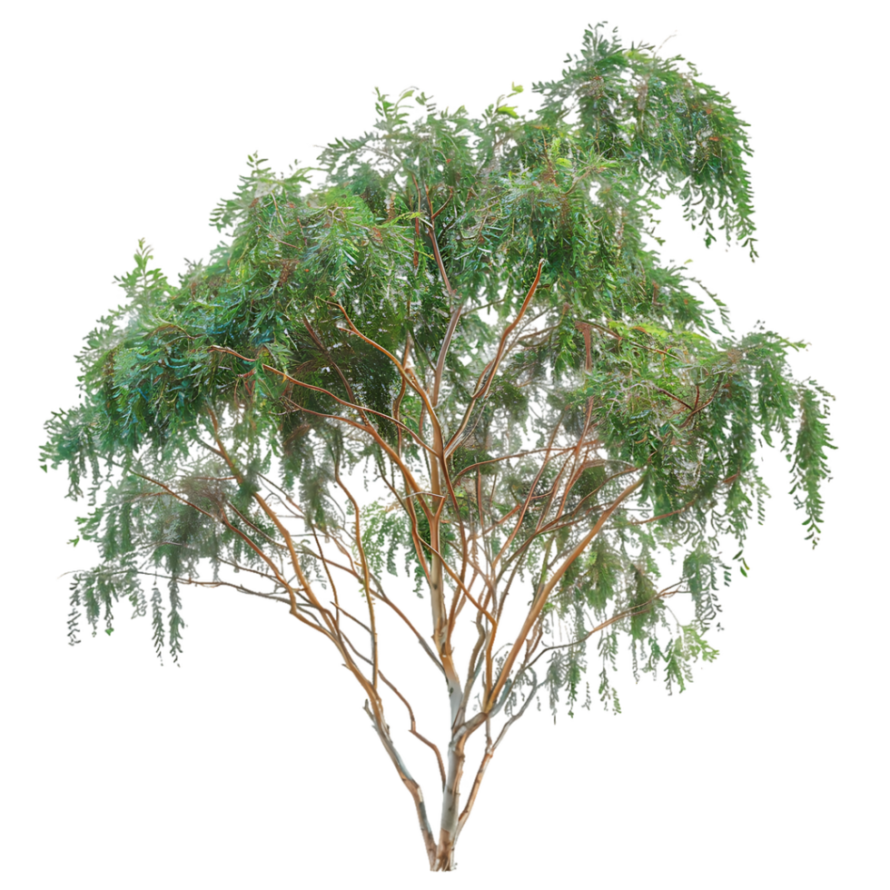 Eucalyptus Caesia Tree Isolated on Transparent Cutout png