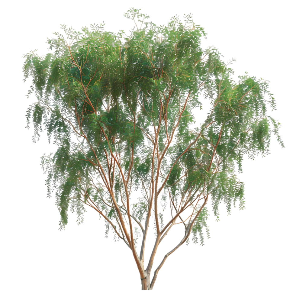 Eucalyptus Caesia Tree Isolated on Clear Cutout png
