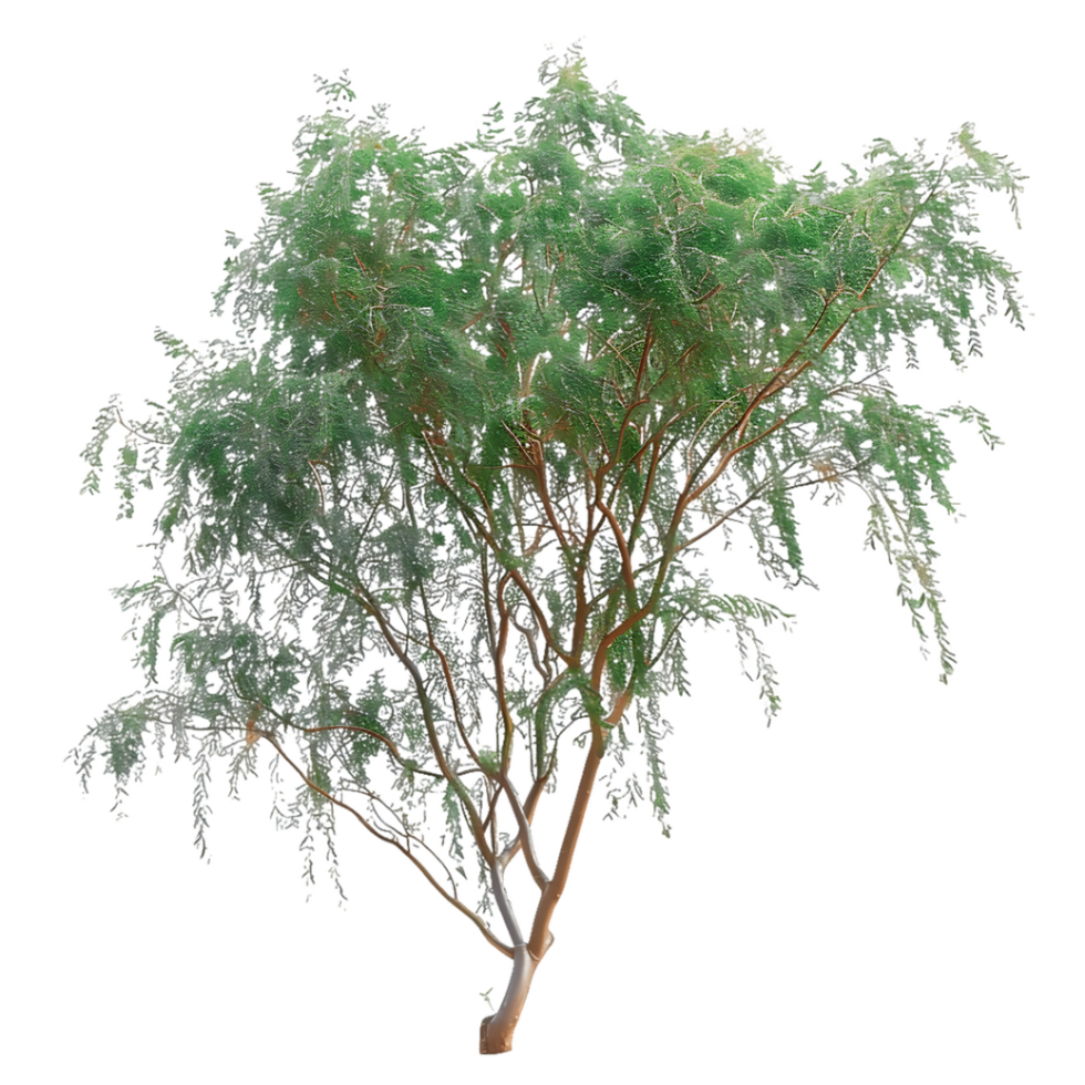 Eucalyptus Caesia Isolated on Transparent Background png