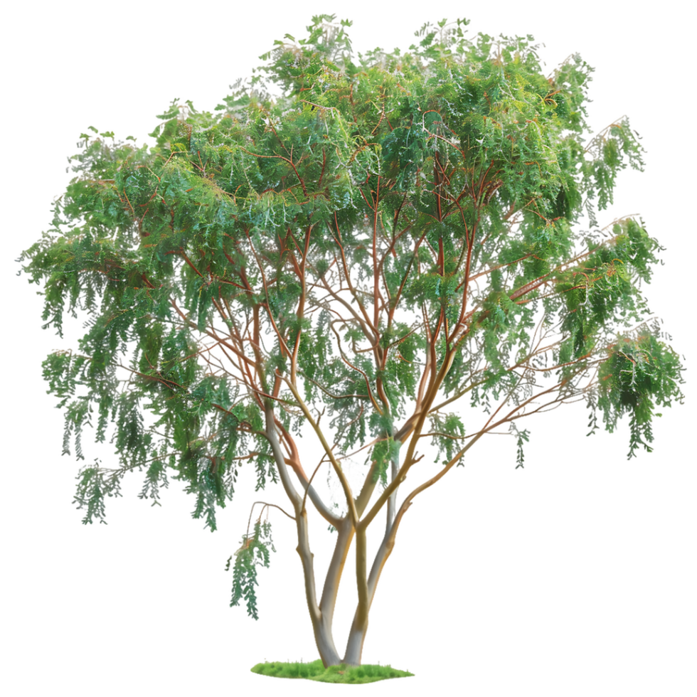 Eucalyptus Caesia Tree on Transparent Background Cutout png