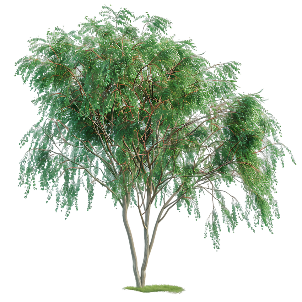 Eucalyptus Caesia Tree on Clear Background Cutout png