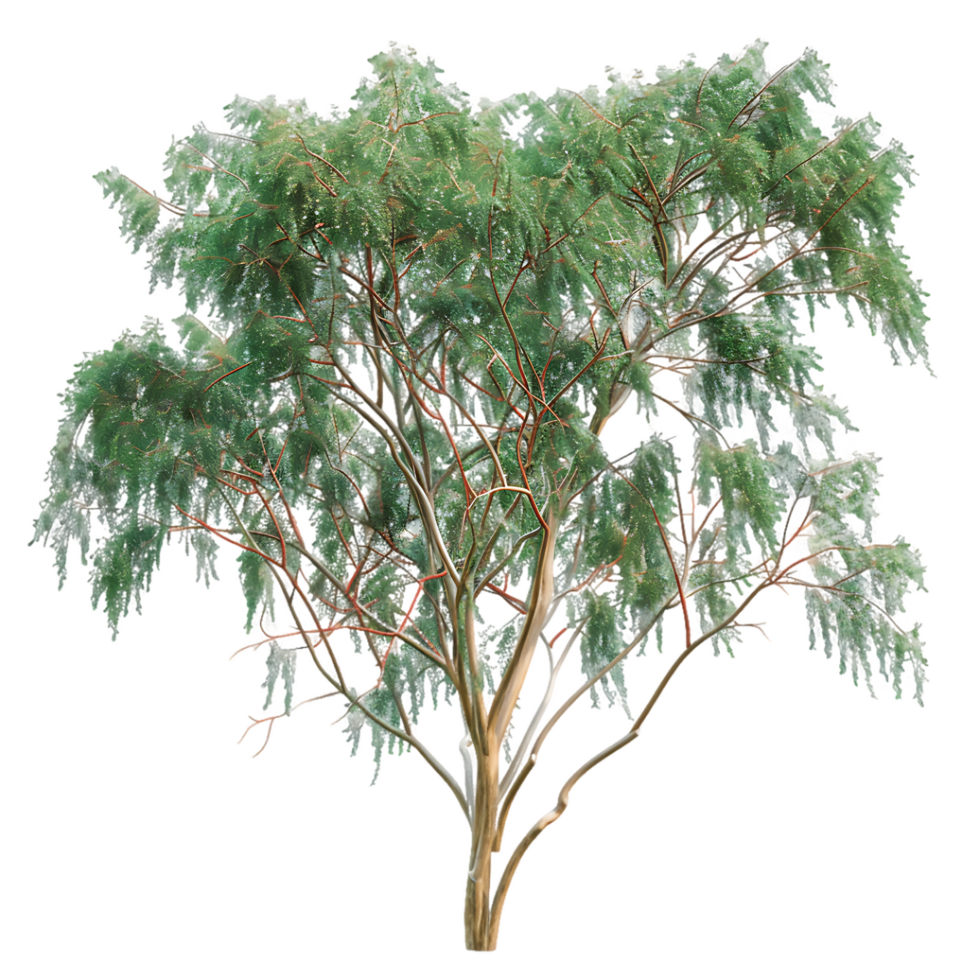 Eucalyptus Caesia Tree Isolated on Transparent Background png
