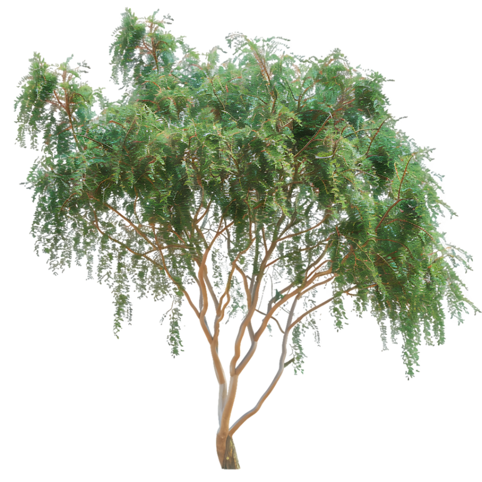 Eucalyptus Caesia on Clear Background png