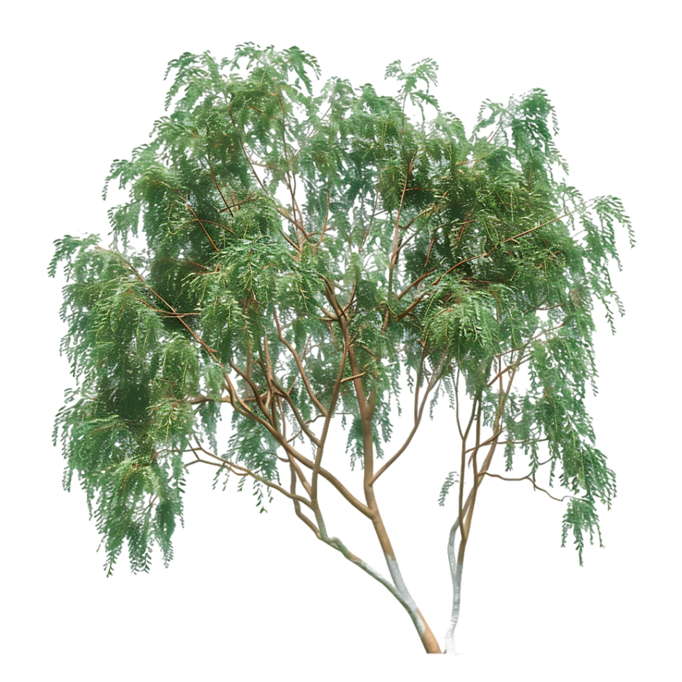 Eucalyptus Caesia with Transparent Background png