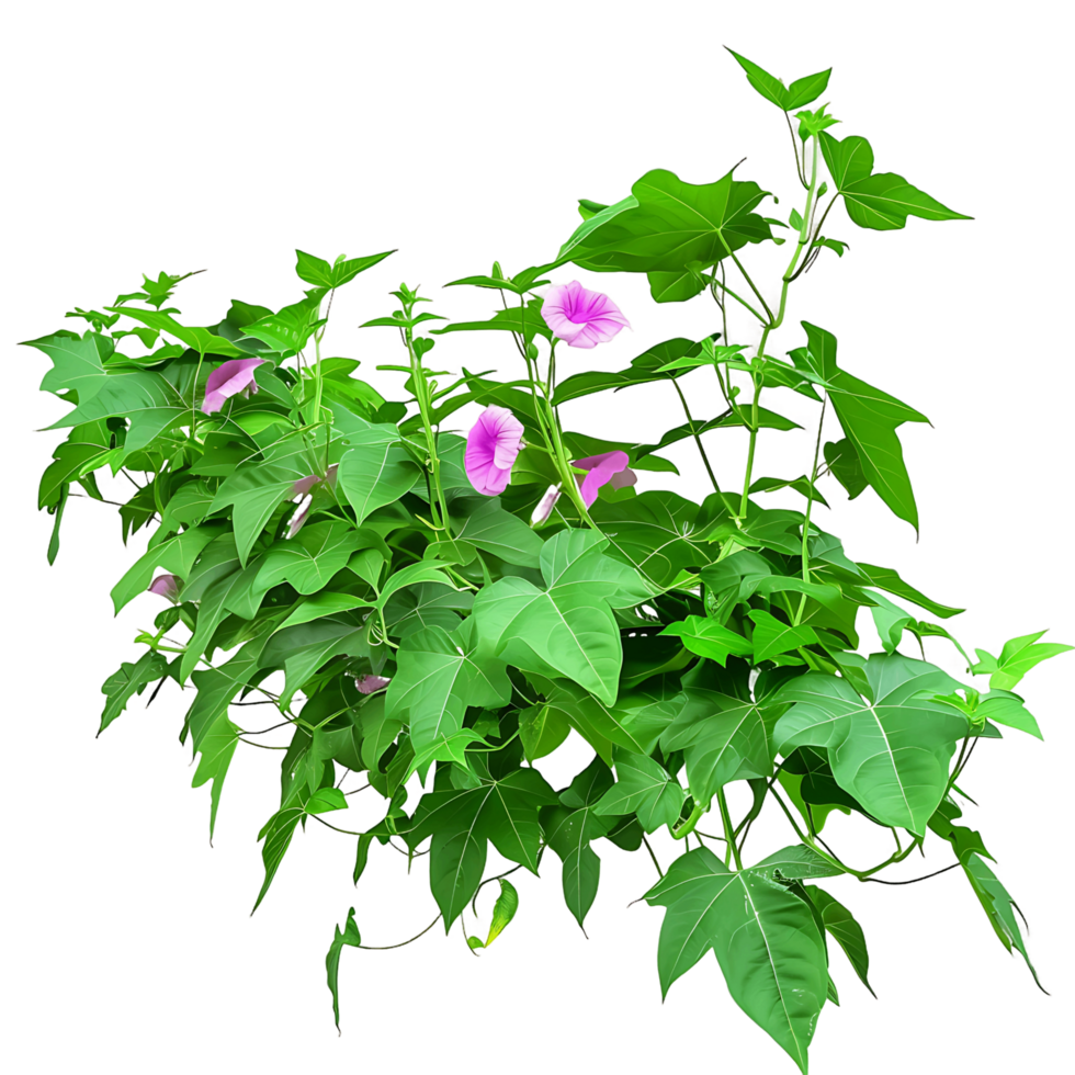 Ipomoea Horsfalliae Bush with Clear Background png