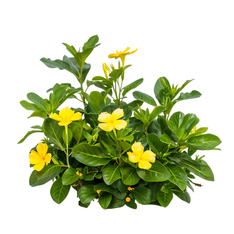 Goodenia Ovata Bush Isolated on Clear Cutout png