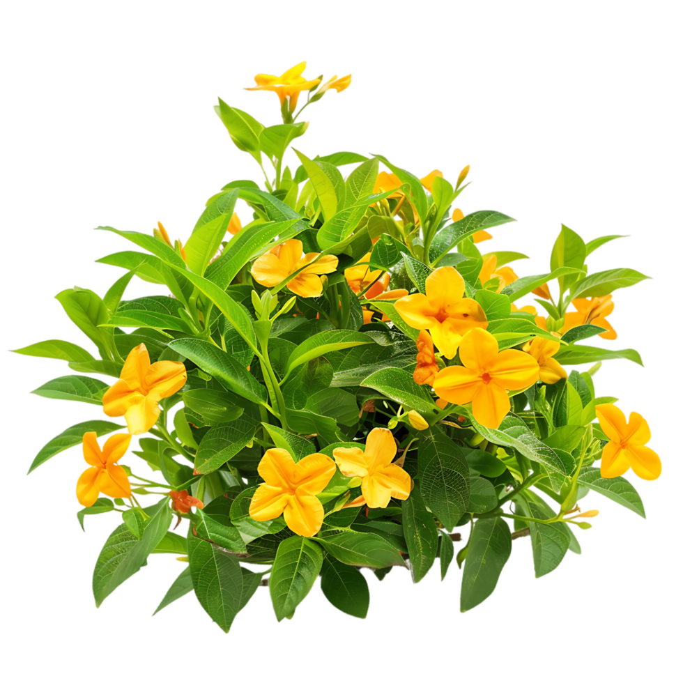 Goodenia Ovata with Clear Background png