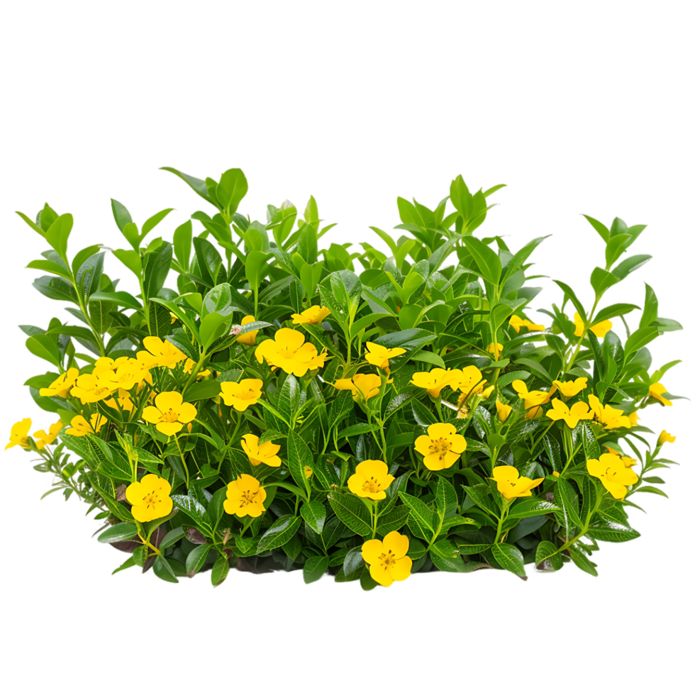 Goodenia Ovata Isolated on Clear Background png