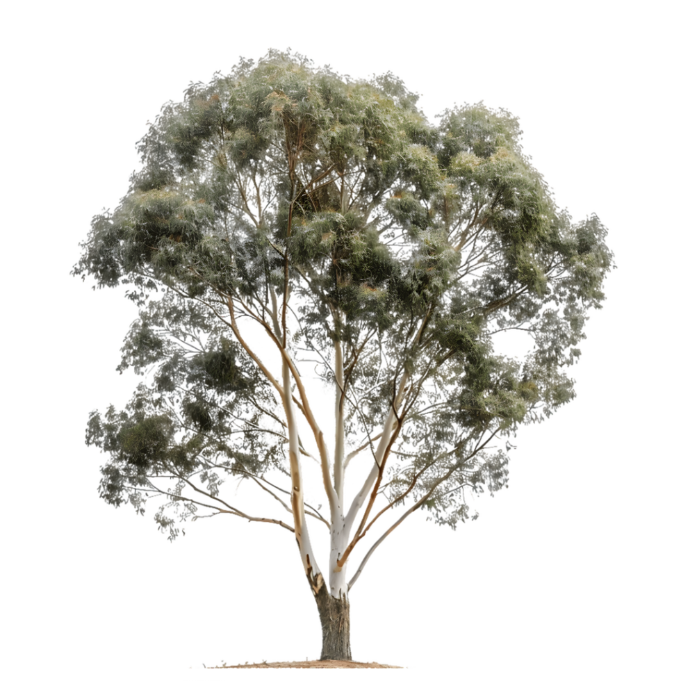 Eucalyptus Ovata Cutout on Transparent png