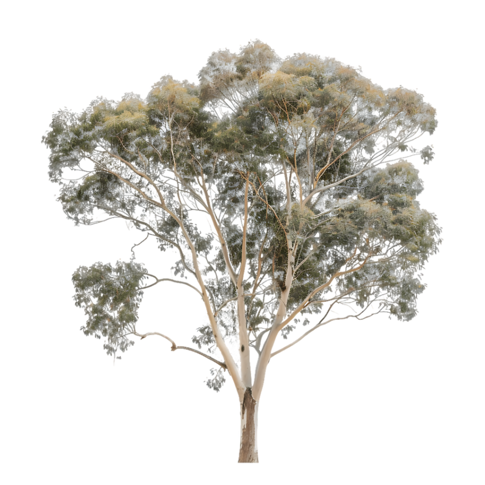 Eucalyptus Ovata Tree Isolated on Transparent Background png