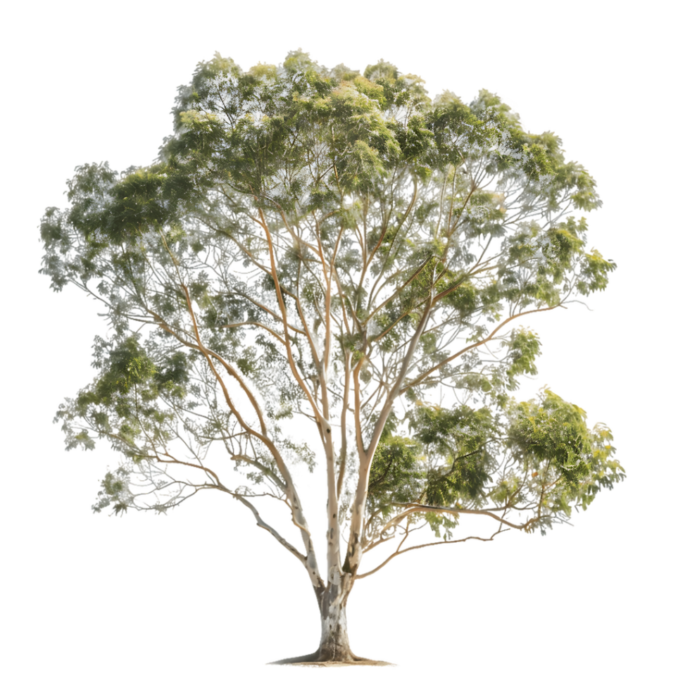 Eucalyptus Ovata Tree on Transparent Cutout png