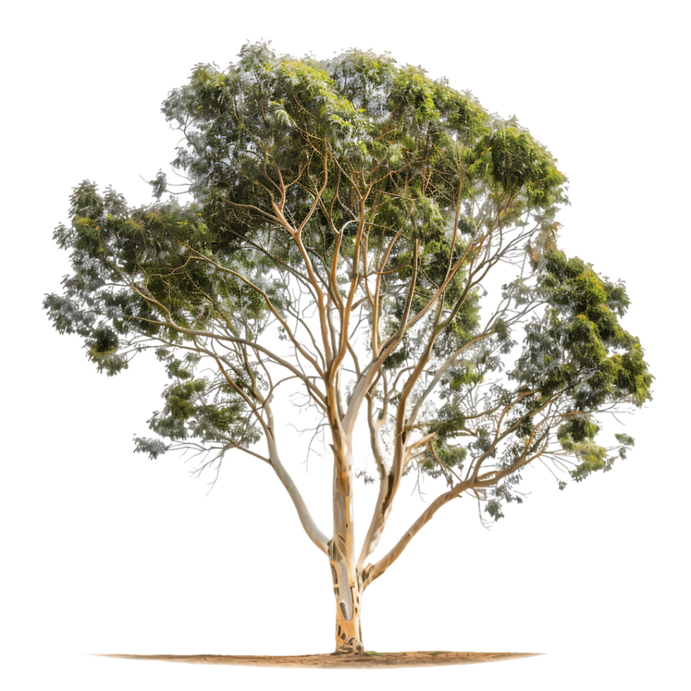 Eucalyptus Ovata Tree Isolated on Clear Background png