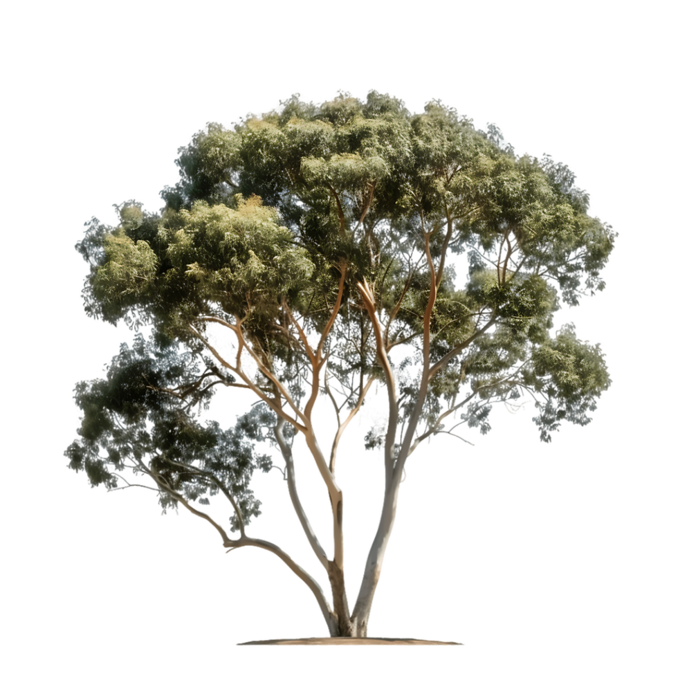 Eucalyptus Ovata Tree with Clear Background Cutout png