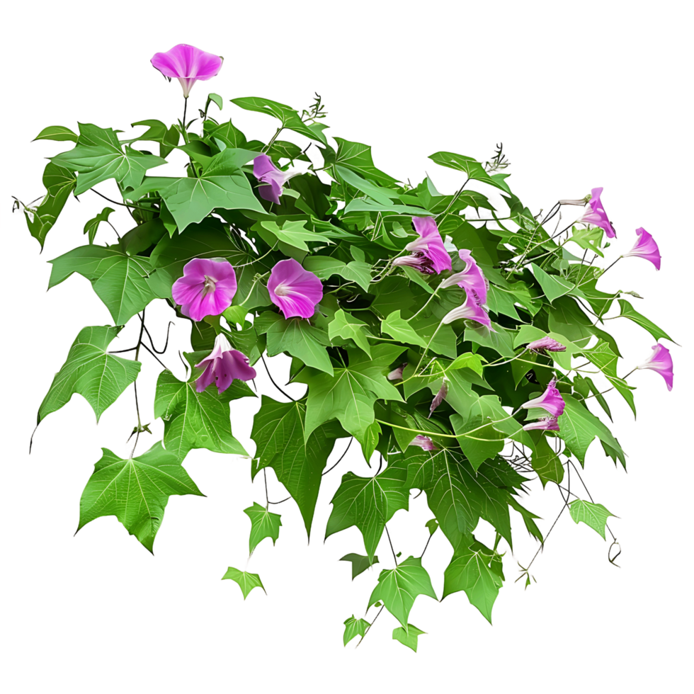 Ipomoea Horsfalliae Cutout on Transparent png