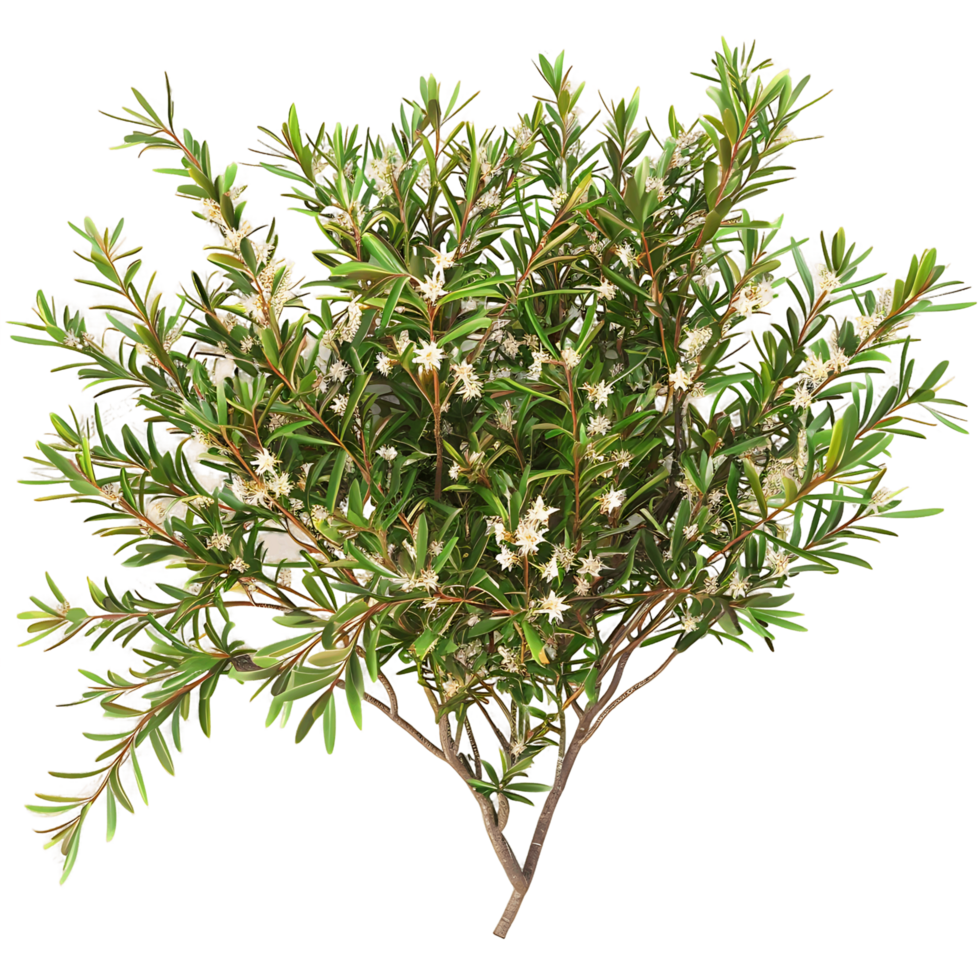 Leptospermum Petersonii Cutout on Transparent png