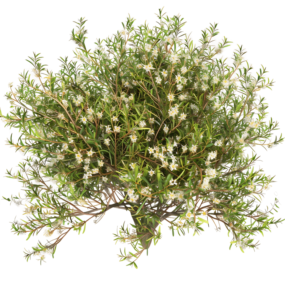 Leptospermum Petersonii Bush Isolated on Clear Background png
