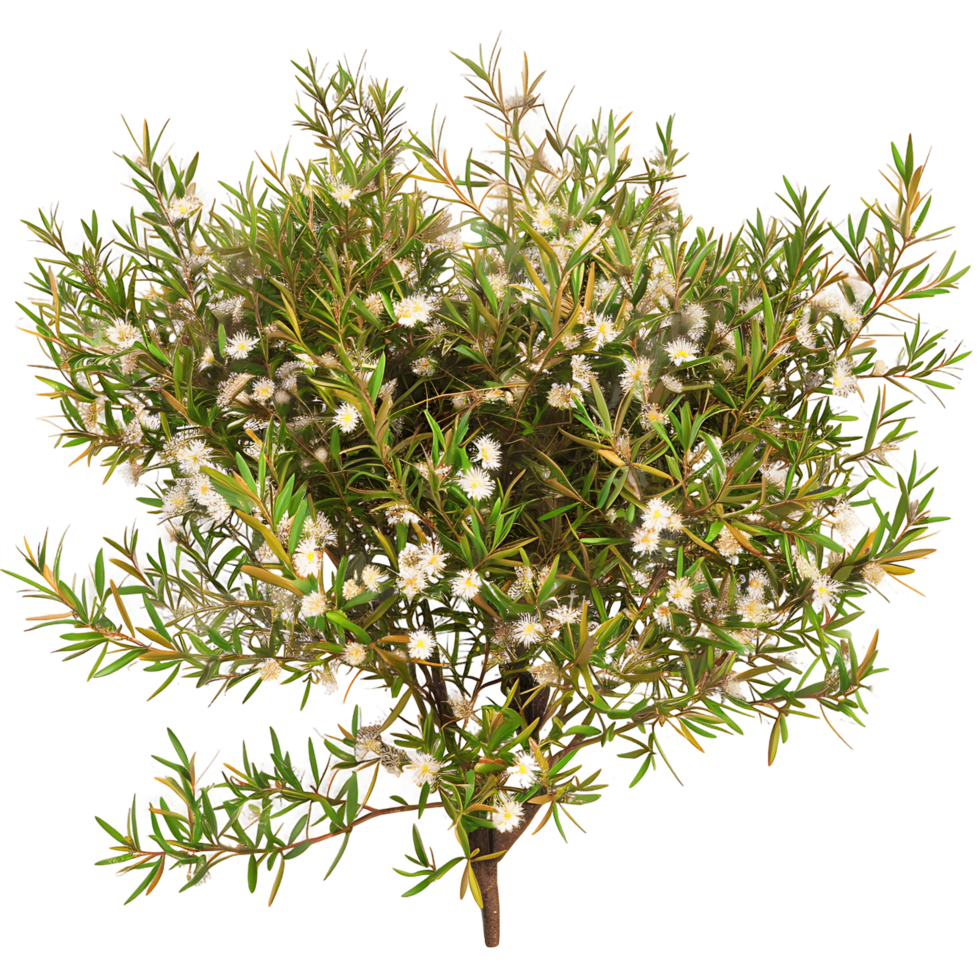 Leptospermum Petersonii Bush on Clear Background png