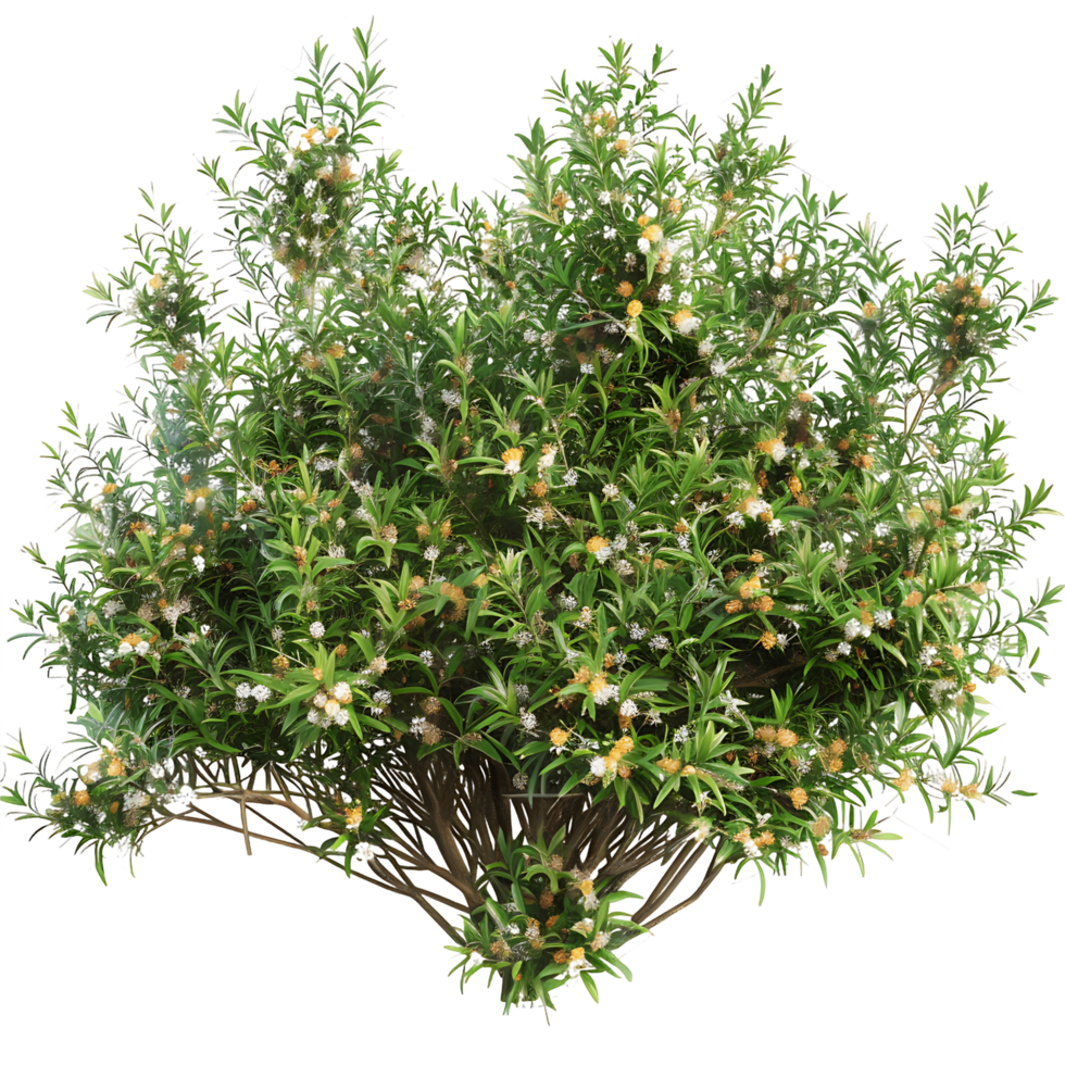 Leptospermum Petersonii on Transparent Background png