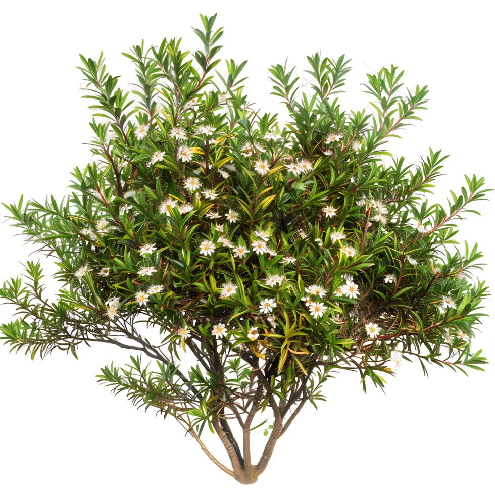 Leptospermum Petersonii Bush with Transparent Background png