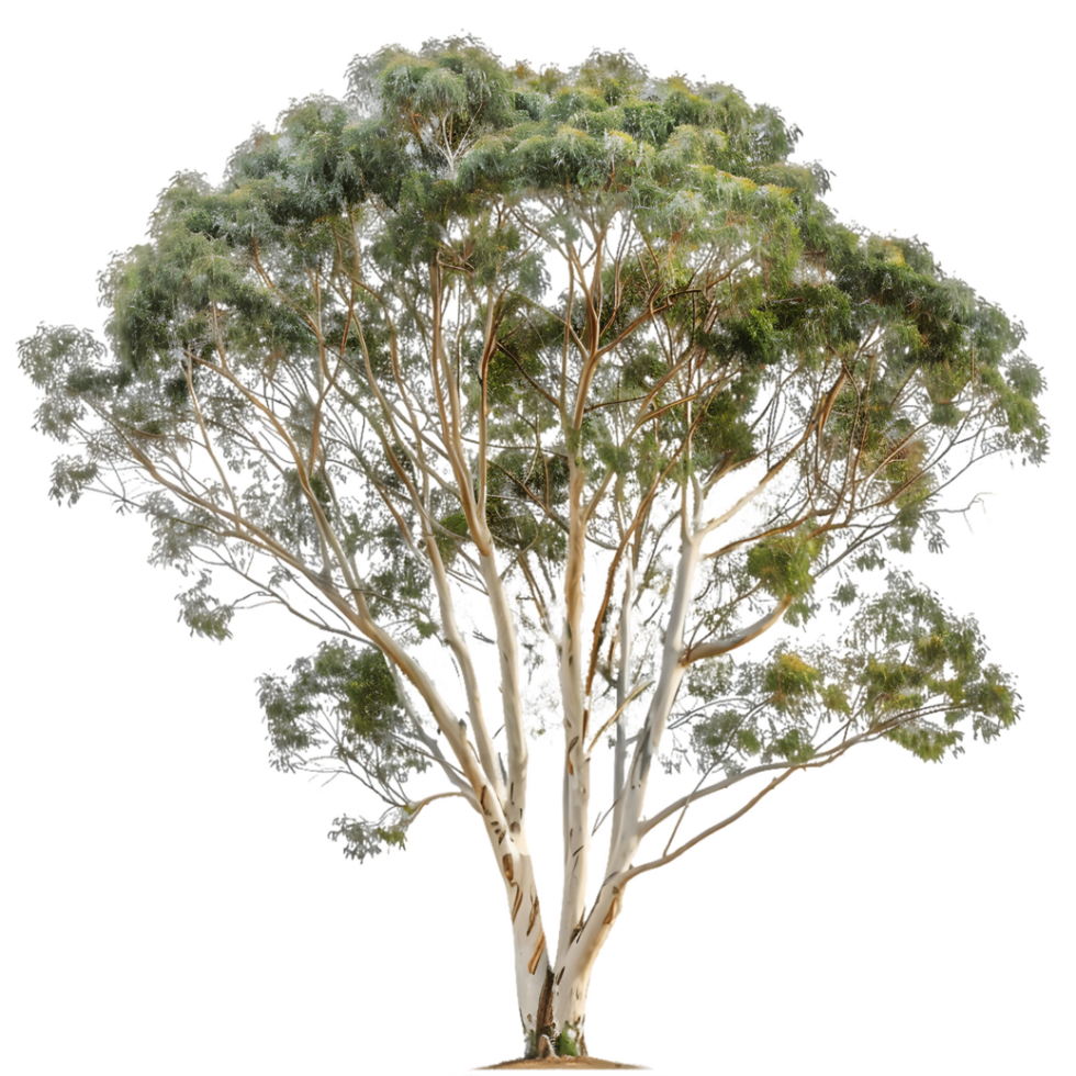 Eucalyptus Ovata Tree Isolated on Clear Background png