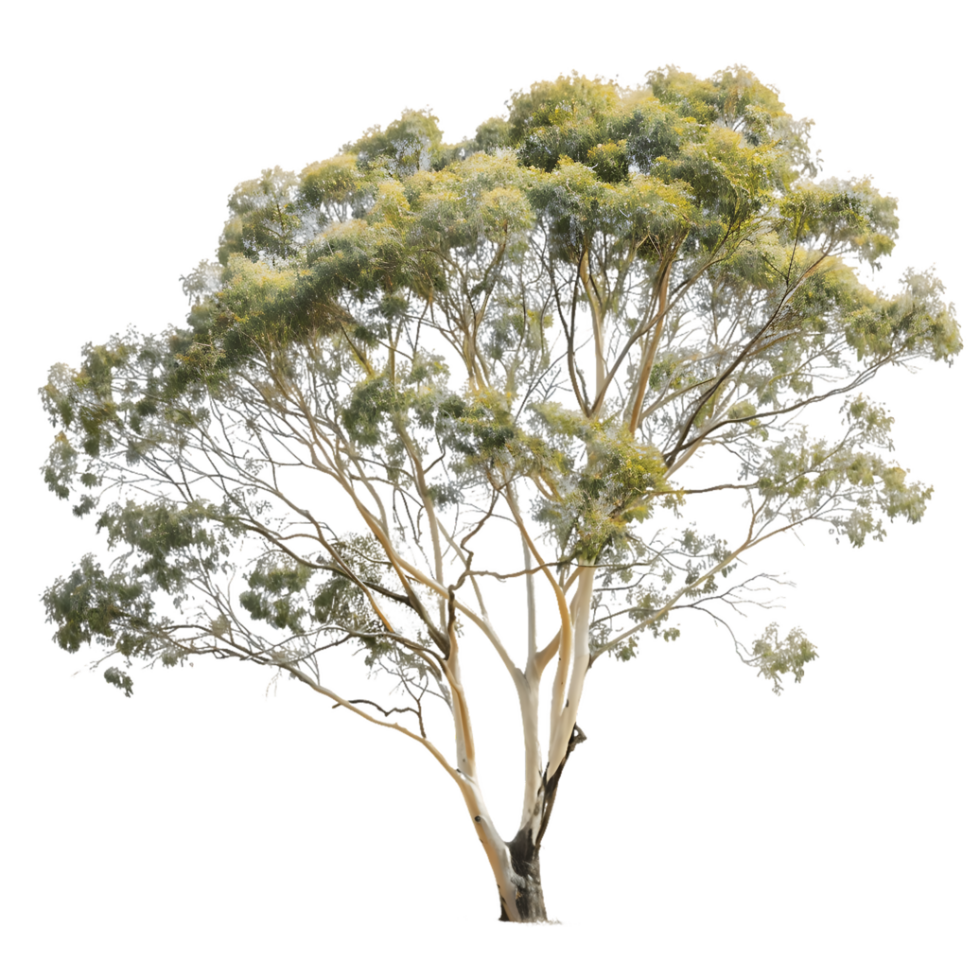 Eucalyptus Ovata Tree Isolated on Transparent png