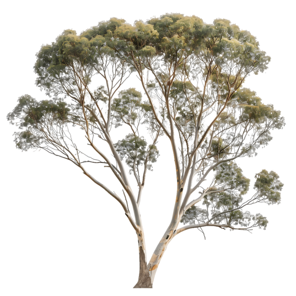 Eucalyptus Ovata Tree on Clear Background png
