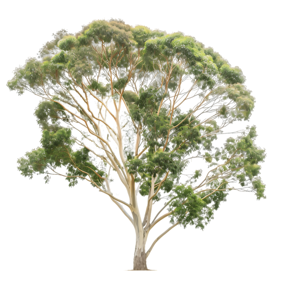 Eucalyptus Ovata on Transparent Background png