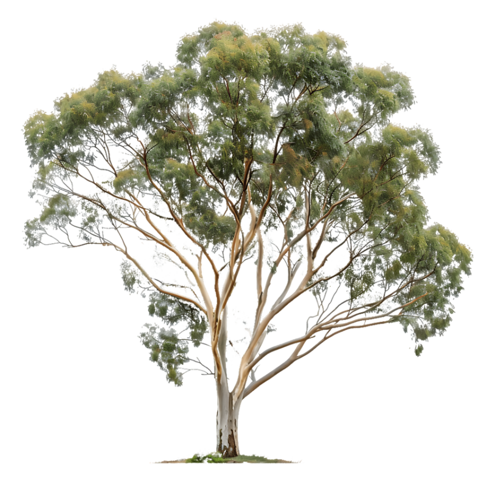 Eucalyptus Ovata Isolated on Transparent Background png