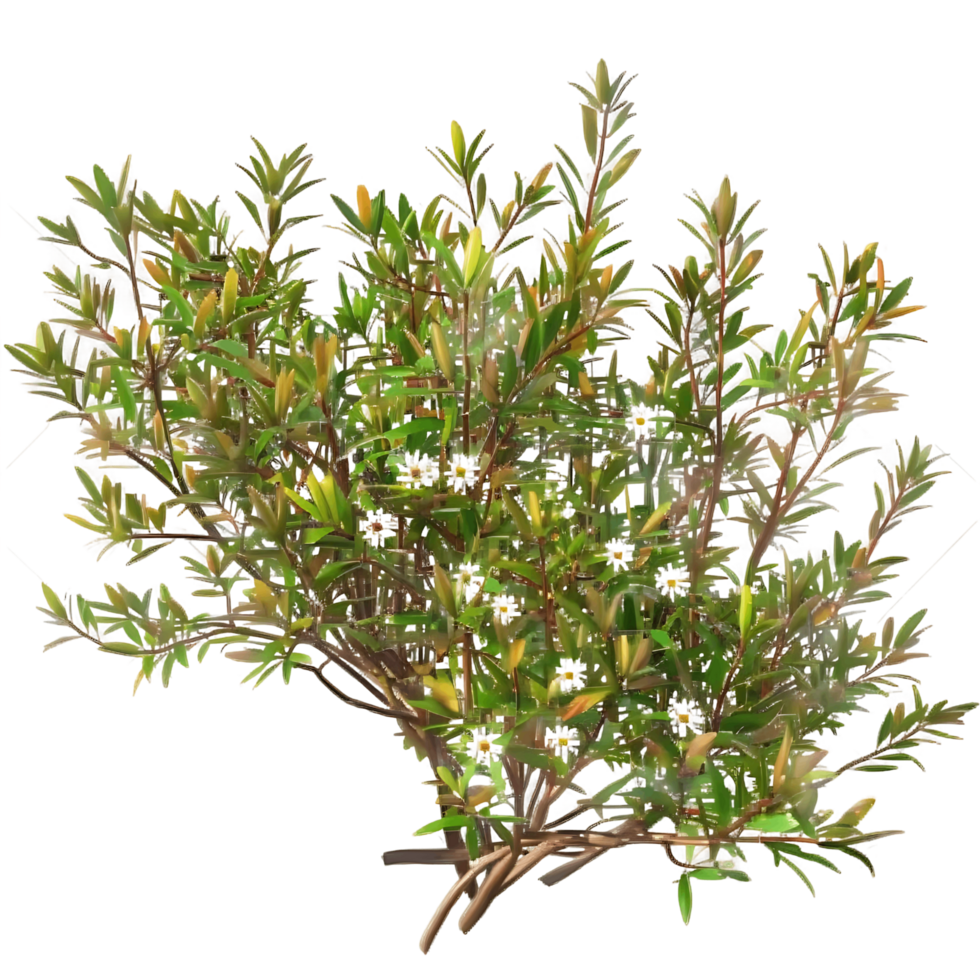 Leptospermum Petersonii Bush on Clear Background Cutout png