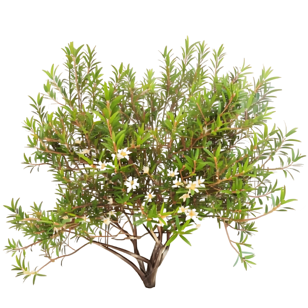 Leptospermum Petersonii Isolated on Transparent Background png
