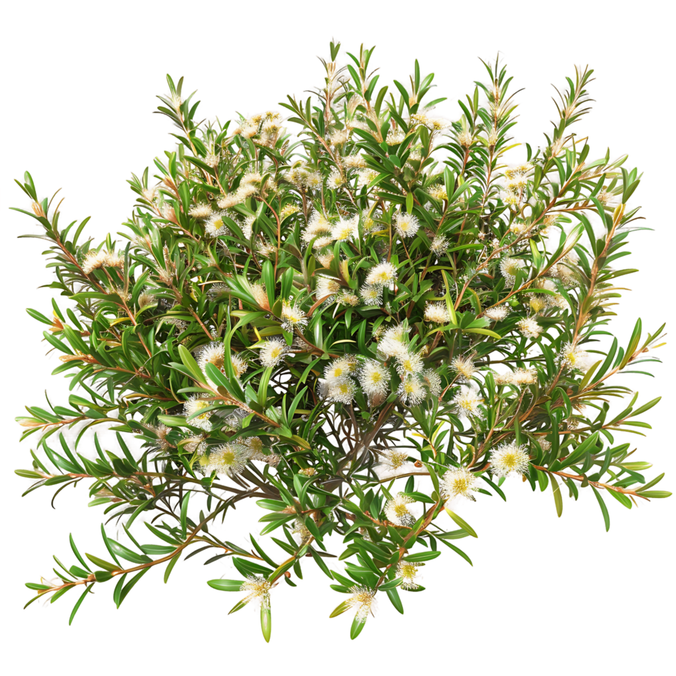 Leptospermum Petersonii Isolated on Transparent Background png