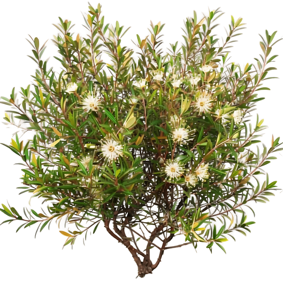 Leptospermum Petersonii Bush Isolated on Transparent png