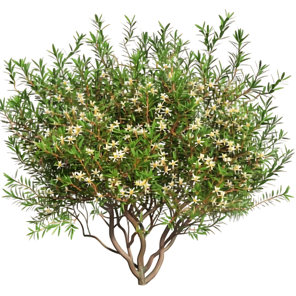 Leptospermum Petersonii Bush on Transparent Cutout png