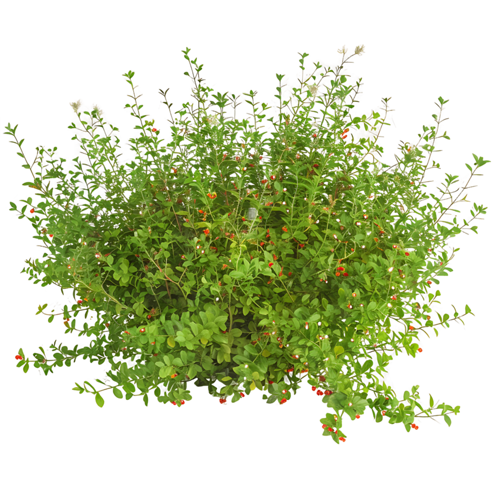 Nitraria Billardierei Bush with Red Flowers on Transparent Cutout png
