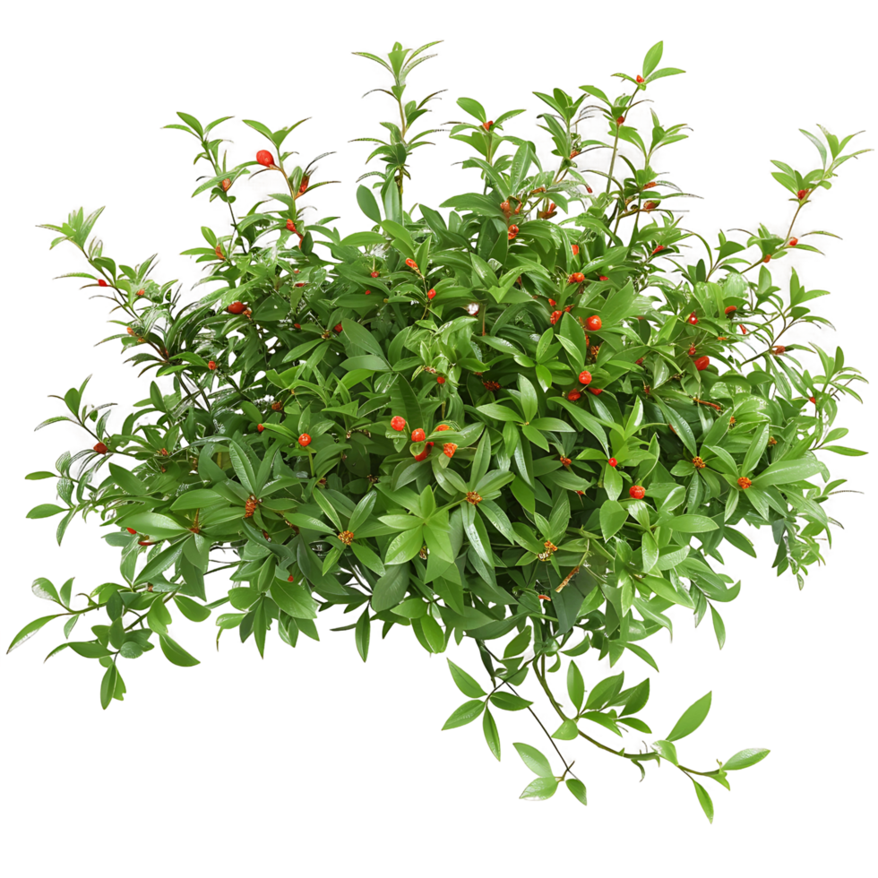 Nitraria Billardierei Bush with Red Flowers on Clear Background png