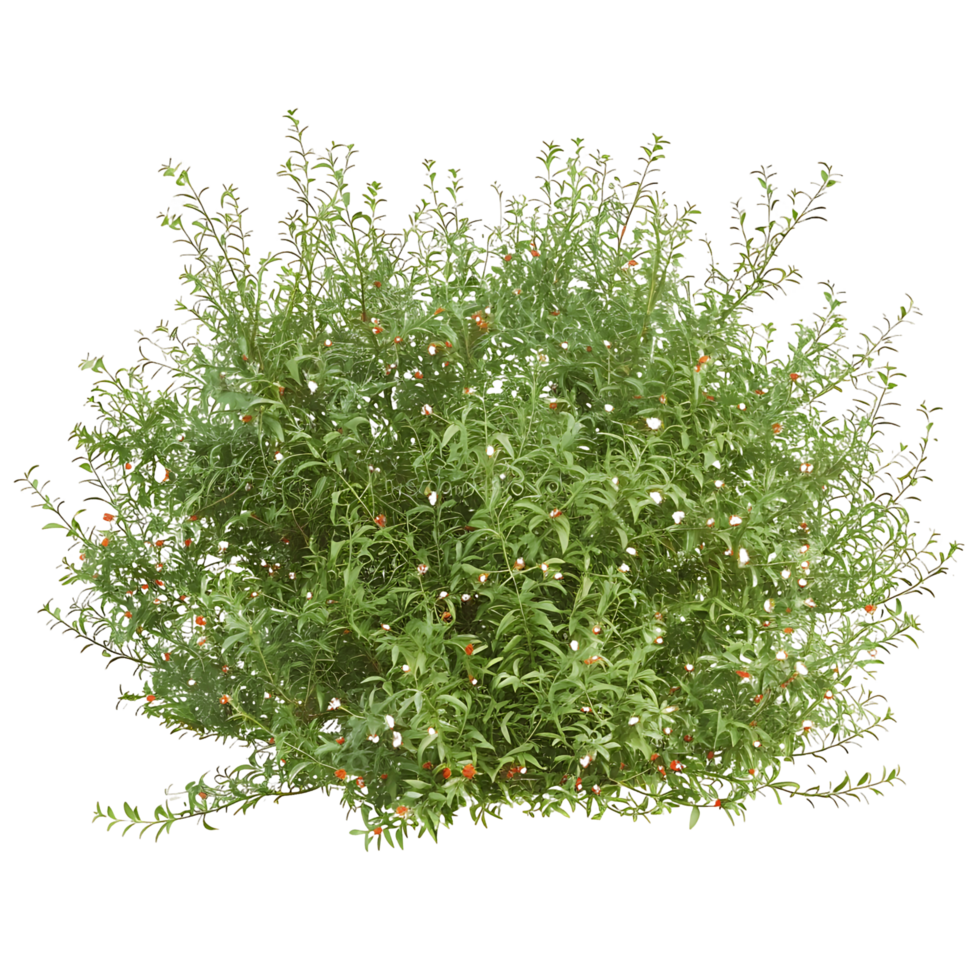 Nitraria Billardierei with Red Flowers on Transparent Background png