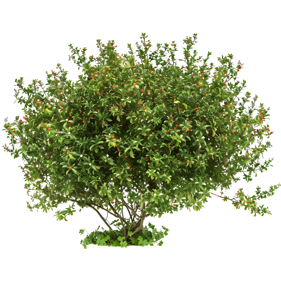 Nitraria Billardierei Bush with Red Flowers Isolated on Transparent Background png