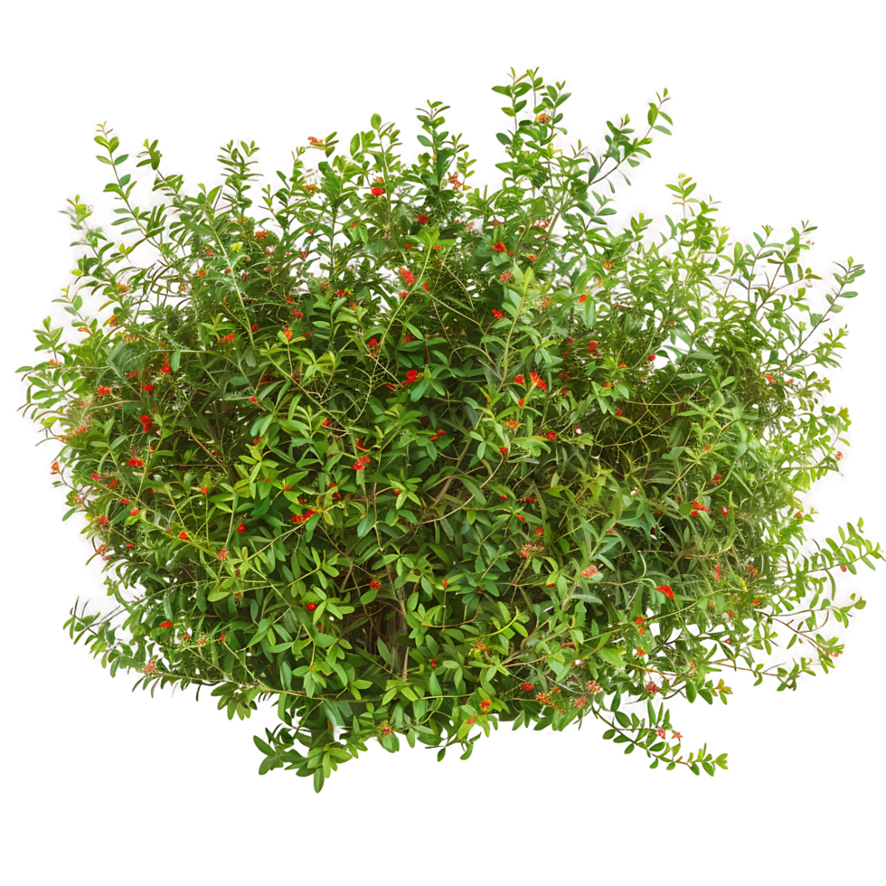 Nitraria Billardierei Bush with Red Flowers Isolated on Clear Background png