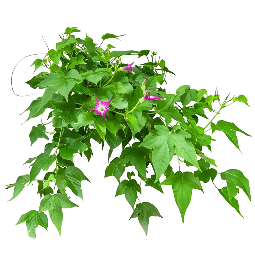 Ipomoea Horsfalliae on Transparent Background png