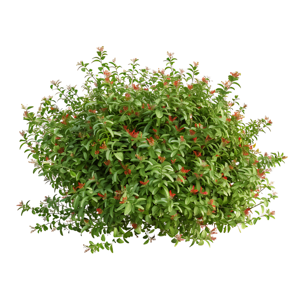 Nitraria Billardierei with Red Flowers Isolated on Clear Background png